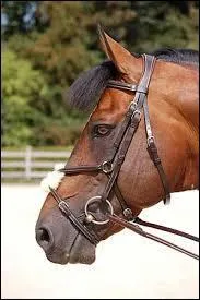 Pourquoi met-on une muserolle croisée à certains chevaux ?