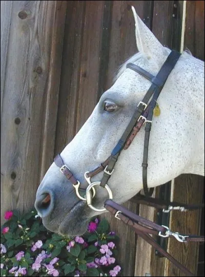 Comment s'appelle cette muserolle ?