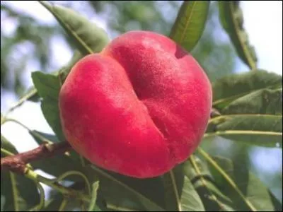 Revenons à nos brugnons ! A l'origine, il n'existe que ... variétés de pêches.
