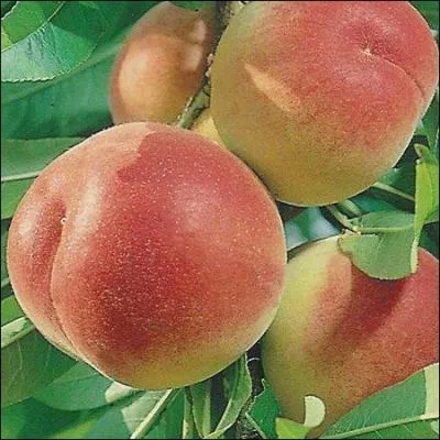 Après bien des greffes, ce qui est presque indispensable pour ce genre de culture, naissent quand même des fruits aux noms évocateurs tels que la « Gosse Mignonne »...