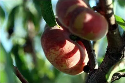 « Le coeur d'une femme est un noyau de pêche. On la mord à pleine bouche, et, tout à coup, on se casse les dents. » Quel gougnafier a pondu cet adage blet ?