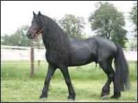 C'est un cheval de trait, noir, avec une crinière longue, c'est un ------.