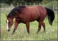 C'est le cheval des cow-boys, il est obligatoirement de couleur unie, c'est un -----.