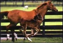 C'est le cheval le plus rapide du monde, c'est un -----.