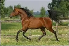 C'est un croisement de chevaux. Ses disciplines favorites sont le saut et l'endurance, mais il est bon dans à peu près tout les domaines. C'est un -----.