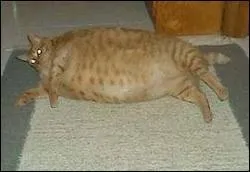 Et là ce chat, s'agit-il d'un trucage ?