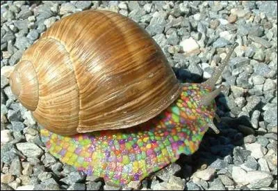 Et maintenant très dur, la photo de cet escargot est-elle truquée ou est-ce une espèce connue ?