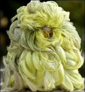 Connaissez-vous cet animal ? Alors, photo truquée ou non ?