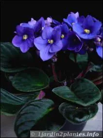 Trouvez le nom de ces fleurs :