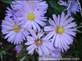 Ces fleurs existent en différents coloris, parfois, jaunes, roses ou blanches ...