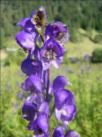 Quel est le nom de cette plante vivace et toxique ?