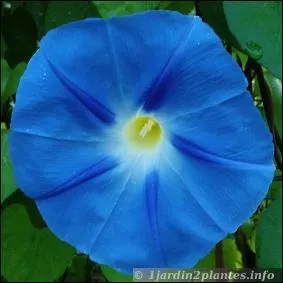 Quelle est celle-là, d'un bleu éclatant ?