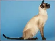 Un chat Siamois a toujours les yeux bleus.