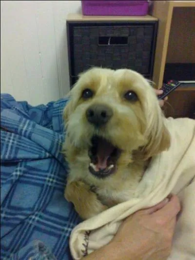 Connaissez-vous le pourcentage de foyers en France qui possèdent un animal de compagnie ?