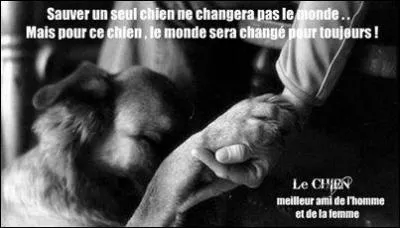 Combien de chats et de chiens sont-ils adoptés chaque jour au sein du réseau de la S.P.A. ?