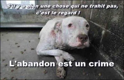 Dans 66 % des cas, les chiens ou chats abandonnés sont âgés :