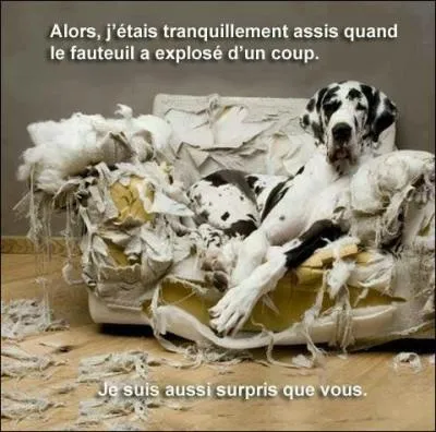 Parlons taille maintenant. Avez- vous une idée du pourcentage d'abandons de chiens grande taille ?