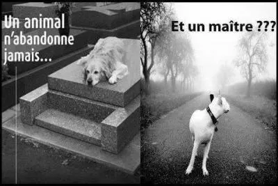 Quelle est la principale raison invoquée lors d'un abandon ?