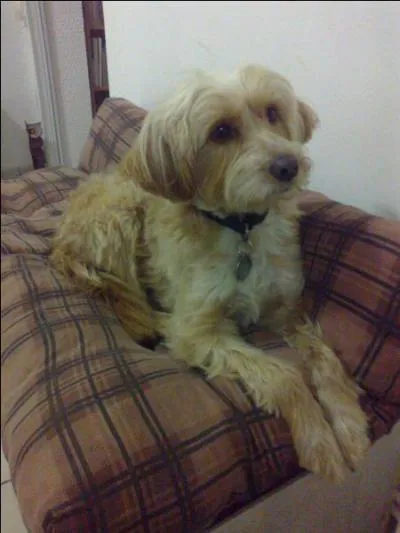 Pour finir, pouvez-vous me dire qui est l'auteur de cette magnifique citation : "Regarde ton chien dans les yeux et tu ne pourras pas affirmer qu'il n'a pas d'âme."