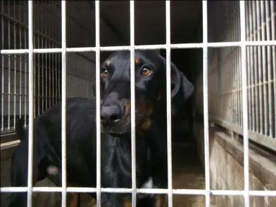 À titre anecdotique, avez-vous une idée du nombre de chiens accueillis par semaine par le refuge de Gennevilliers en 1942 ?