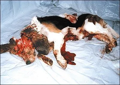 En mars 1994, le nouveau Code pénal entre en vigueur et réprime les sévices graves ou les actes de cruauté envers les animaux. Quelles sont les peines encourues pour des actes de cruauté envers un animal ?