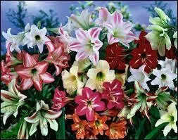 Quel soin faut-il prendre des amaryllis qui viennent de terminer leur royale floraison ?