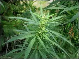 Chaque tige de chanvre a son écorce. De quelle autre profonde pensée cela se rapproche-t-il ?