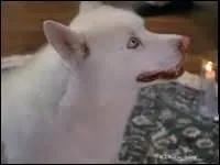 Qui se transforme en chien ?