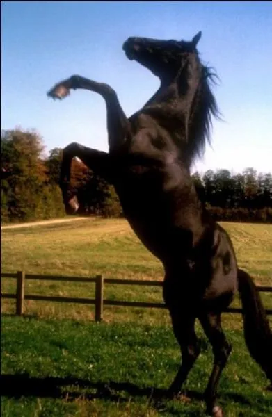 Quel est ce film de de Caroline Thompson ?