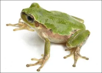 Je sais, avec moi, il est impossible de contourner le sujet des grenouilles ! 
À quelle famille appartient l'espèce d'amphibiens nommée hyla japonica ?