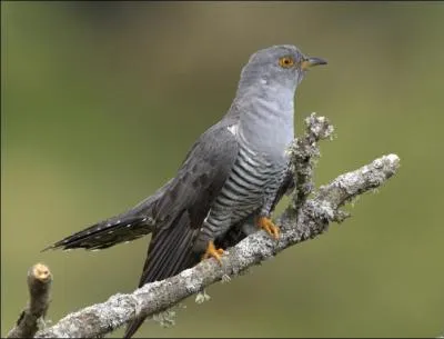 Quel mystère entoure cet oiseau qui pond son uf dans le nid des autres oiseaux ?