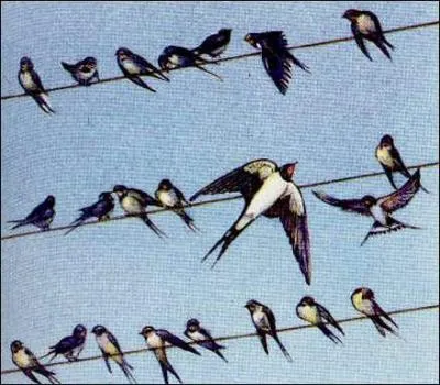 Cet oiseau quitte les sites de reproduction dès qu'il ne trouve plus de nourriture. C'est...