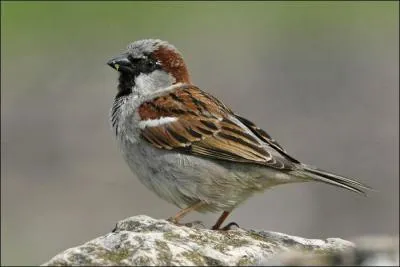 Cet oiseau passereau, sédentaire en Europe, est migrateur en Sibérie. C'est...