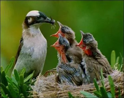 Comment s'appelle la migration d'automne ?