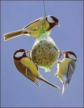 Avant de partir, l'oiseau augmente son poids. Certains le doublent. Comment et pourquoi ?