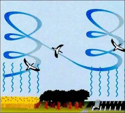 Vol battu ou vol à voile ? Lequel de ces deux modes de déplacement permet aux oiseaux de voler très haut dans le ciel (de 2 000 à 6 000 mètres) ?
