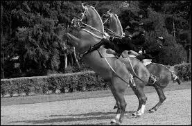 Quels sont les 3 sauts d'école travaillés à Saumur ?