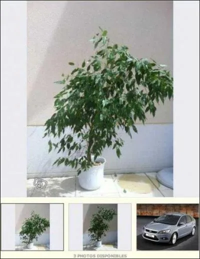 Encore une annonce très inventive : que propose-t-elle ?