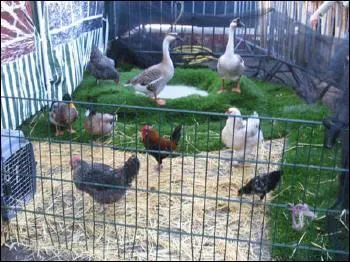 Quand je fais la cour, elle est toujours basse.