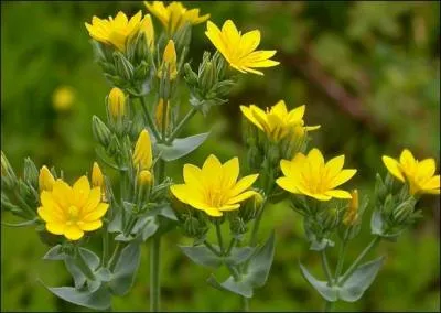 Perfoliée, je suis la centaurée jaune.