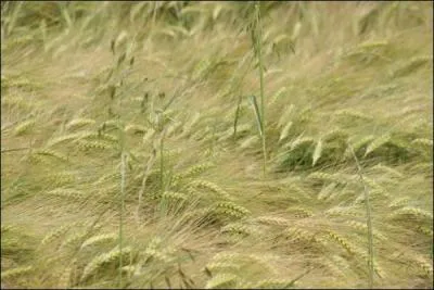 Le fourman i va bento s'an alé meuèrir. Oui, mais encore ? Nous sommes aux champs, que dit l'agriculteur ?
