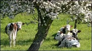 Il fait chaud et elles sont toutes à l'ombre du "pommi" pour une sieste tranquille.