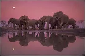 En 1982, quel chanteur a sorti l'album intitulé "Le Cimetière des éléphants" ?