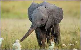 Approximativement, combien pèse un éléphanteau à la naissance ?