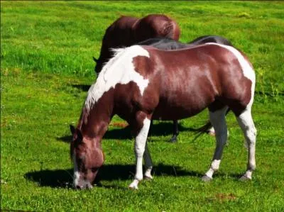 Quelle est cette race de cheval américain ?