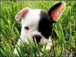 J'ai le visage moins camus et plus ouvert que mon homonyme anglais. Qui suis-je ?