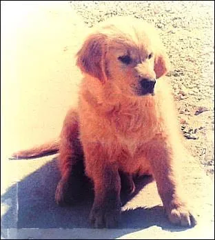 Je suis le plus beau et le plus intelligent de ma catégorie. Qui suis-je ?