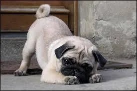 Je suis joyeux, farceur, robuste, dévoué et gentil. Qui suis-je ?