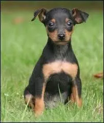 Je suis un dobermann miniature. Qui suis-je ?