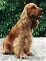 Je suis très affectueux et populaire. Qui suis-je ?